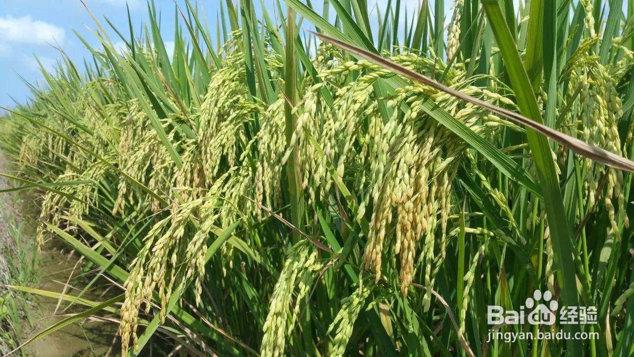 【PS技巧】用PS通道混合器让水稻马上成熟