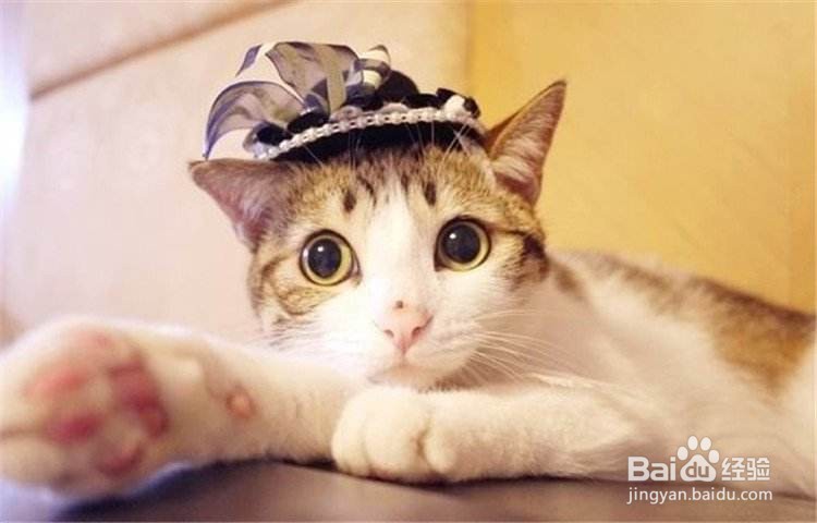 不要以毛取猫——浅谈猫咪的毛色