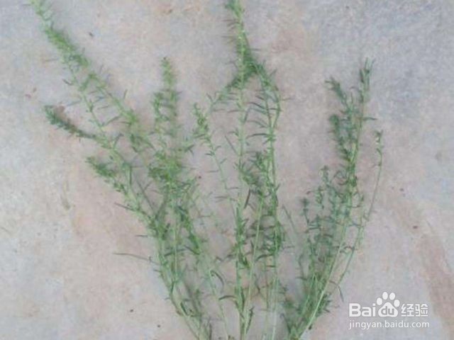 麦黄草的种植方法