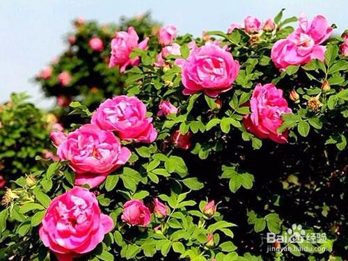 四季玫瑰怎么养