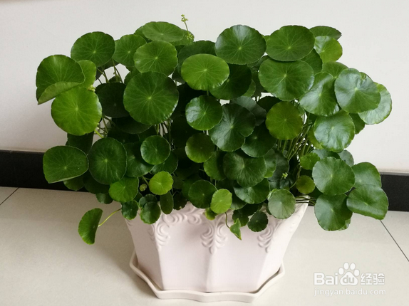 金钱草和铜钱草的区别有哪些？