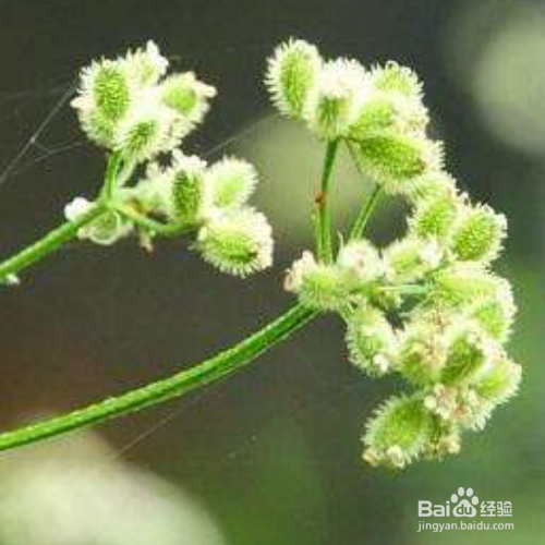 窃衣的功效有哪些?