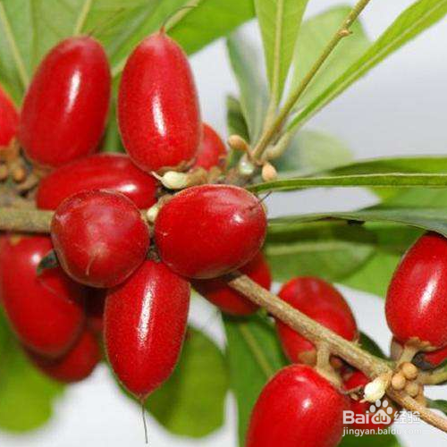 该怎么把神秘果养的又红又大?