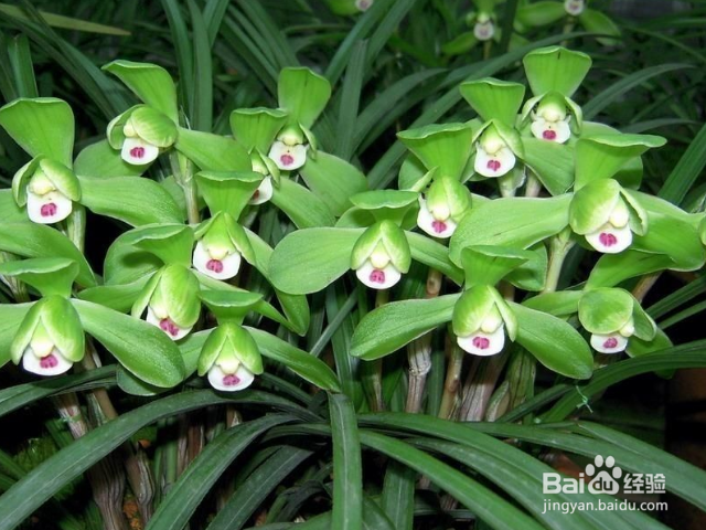 春兰叶子发黄是什么原因？