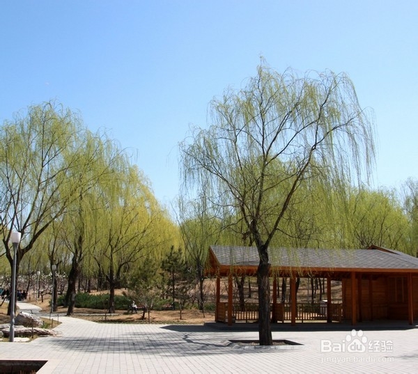 北京旅游攻略：[22]海淀公园