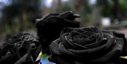 怎么给恋人送花？