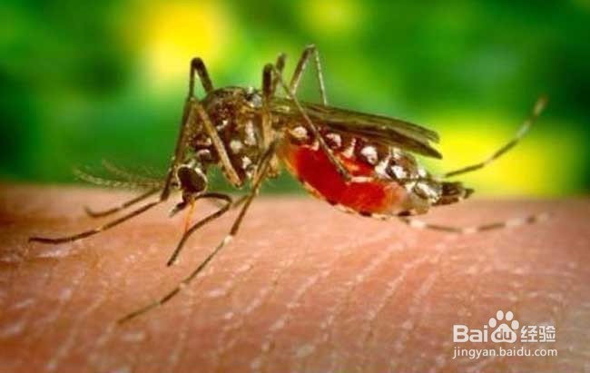 为什么有的人特别吸引蚊子？