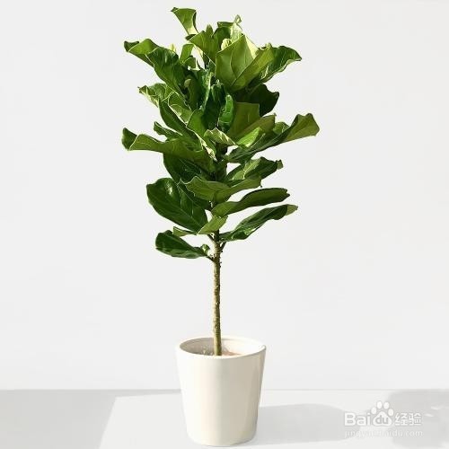 适合养在家中的大型盆栽,养一盆瞬间提升格调!