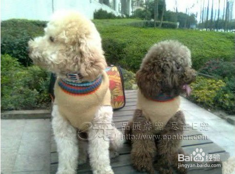 狗狗为什么要绝育狗狗绝育的好处