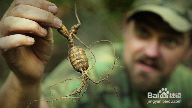 野生西洋参与种植西洋参的区别？