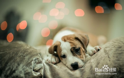 宠物疾病预防：[4]犬瘟病