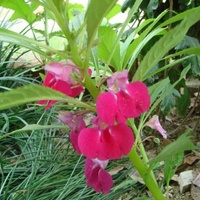 凤仙花的叶子有什么作用