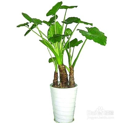 花草在房间的功效