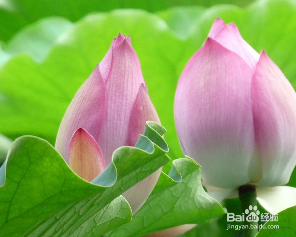 荷花怎么养殖？