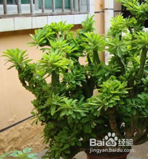 凤爪麒麟怎么养