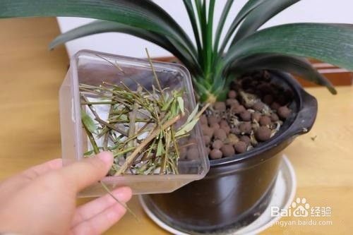 种植盆栽怎样防止积水烂根 百度经验