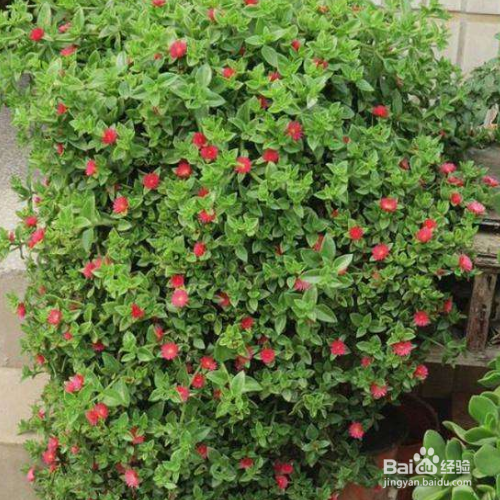 牡丹吊兰叶子发软怎么回事