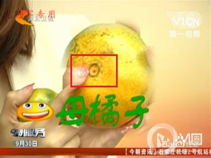 教你怎么挑选橘子