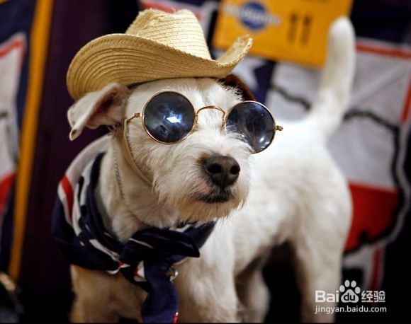 帅呆了！狗狗戴墨镜酷劲十足