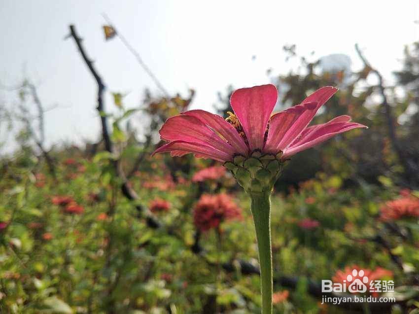 2018年拍照手机有哪些