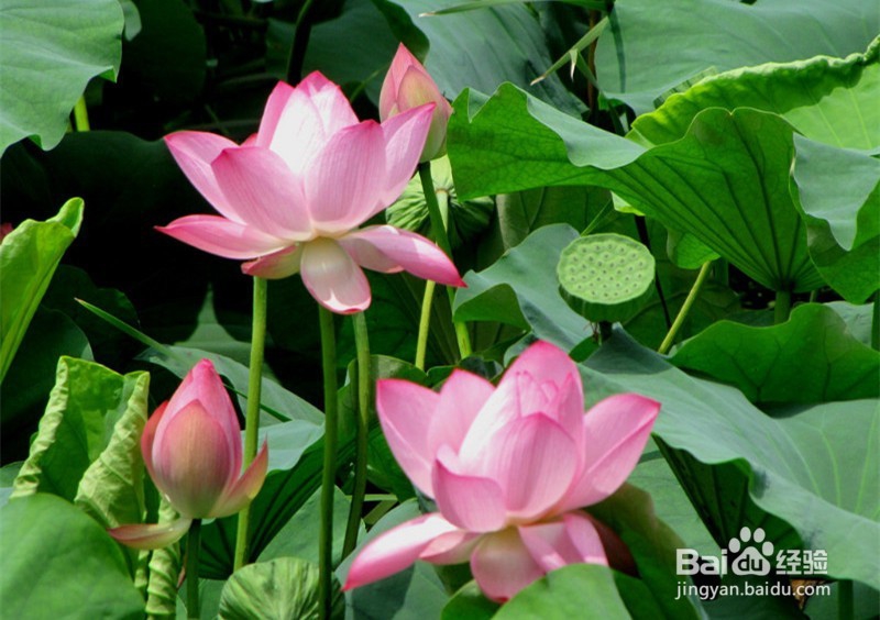 生活中常见中草药及其疗效(五)