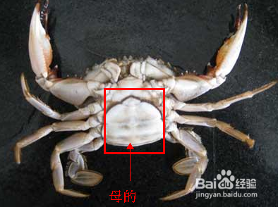如何选购螃蟹