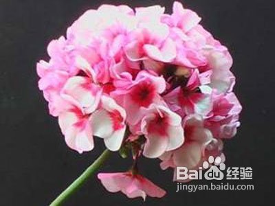 卧房不宜摆放的植物