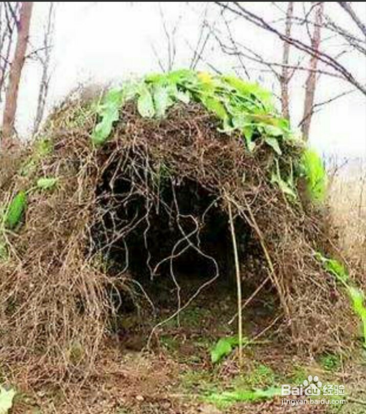 野外求生中如何徒手搭建庇护所