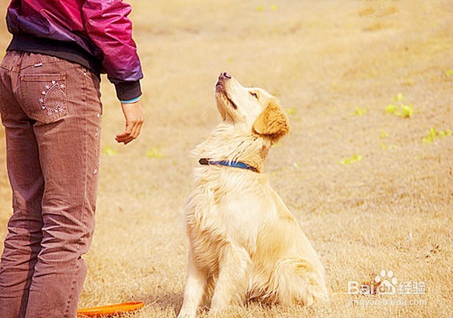 怎样饲养“金毛”宠物狗