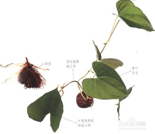 黄独的果实食用方法