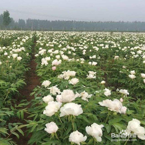 牡丹花是怎样种植以及怎样施肥？
