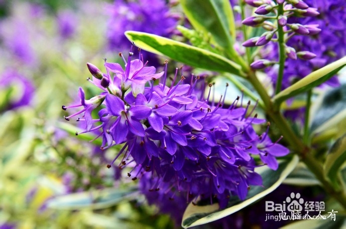 澳洲游记：[8]塔岛瑞士小镇