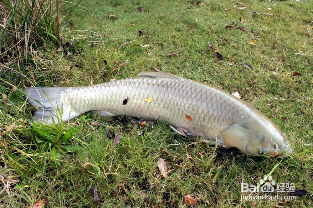 早春钓鲫鱼的技巧