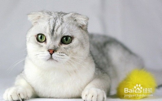 苏格兰折耳猫怎么养