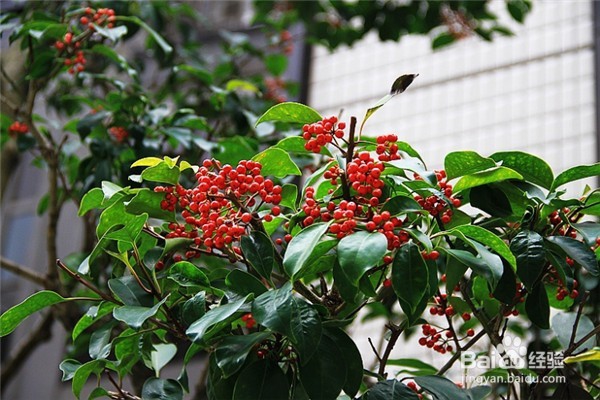 富贵子的果实怎么吃