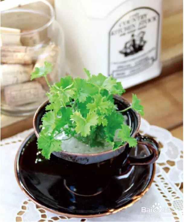 最适合懒人养的植物