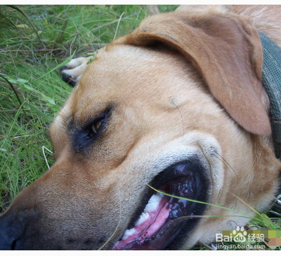 狗狗嘴巴臭怎么预防