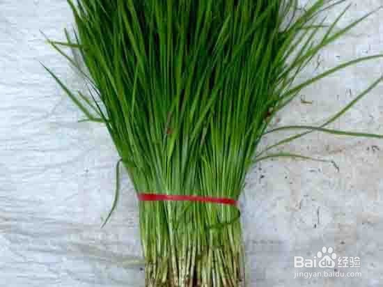 青菜肉包子馅的做法