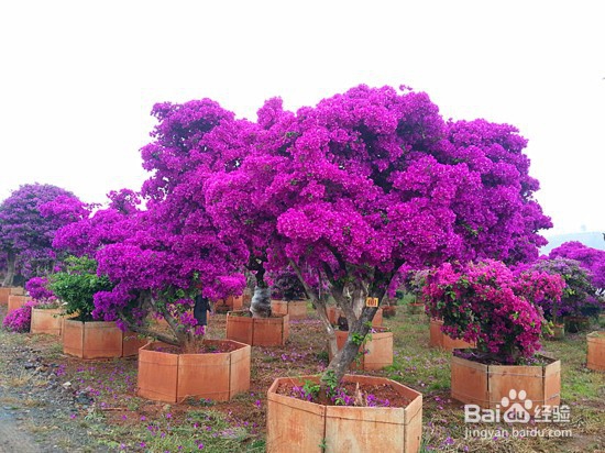 三角梅小品盆景的取材、管理养护与快速成形