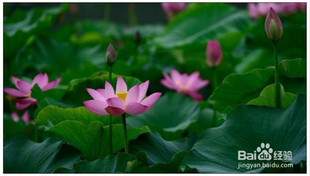 花的语言你都了解吗?