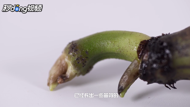 缸里种莲藕的方法
