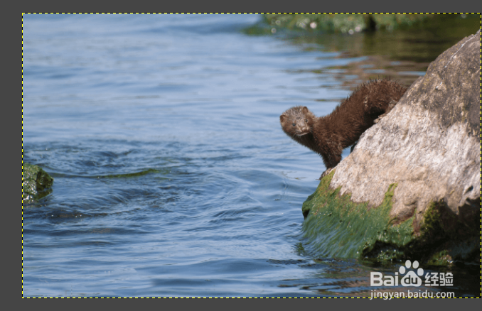 GIMP 如何使用克隆图章工具去除水印