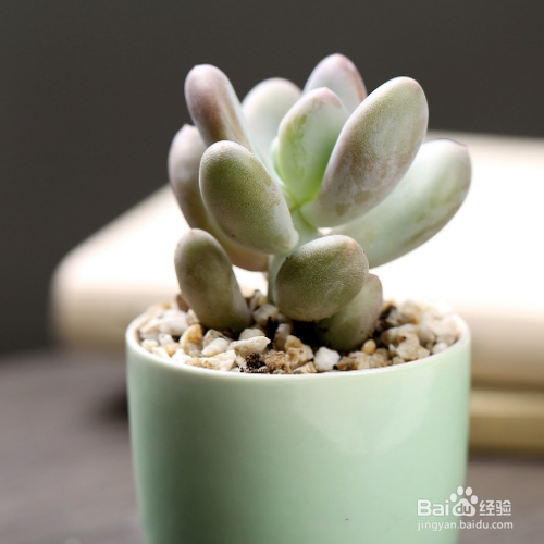 桃美人掉叶子是为什么？