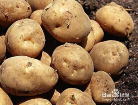 土豆怎么传入中国的