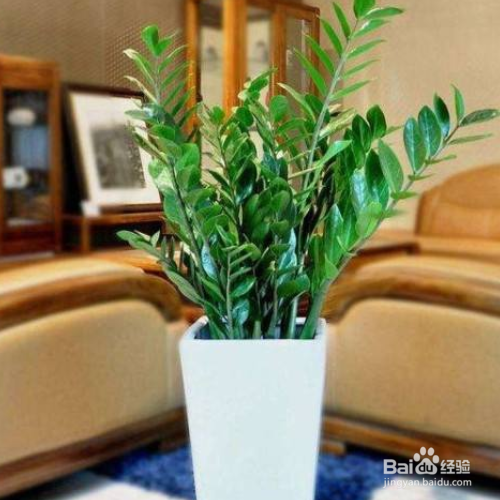 金钱树叶子干枯怎么做?