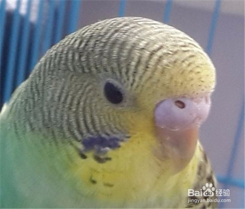 怎样分辨虎皮鹦鹉的公母雌雄