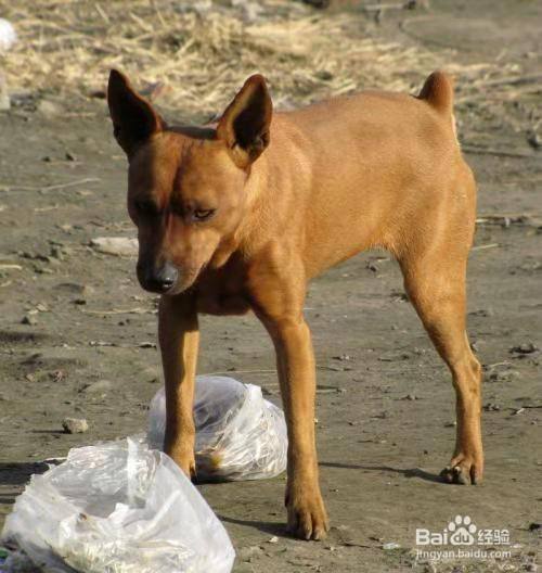 如何挑選中華田園犬