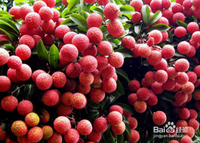 荔枝能不能多吃,多吃会有哪些坏处