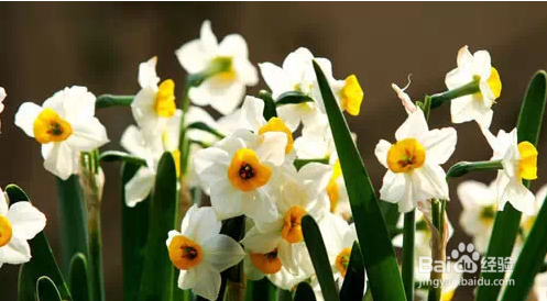 几种常见的家庭不宜存放的花卉