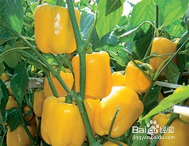 6种简单的食物让你燃烧赘肉